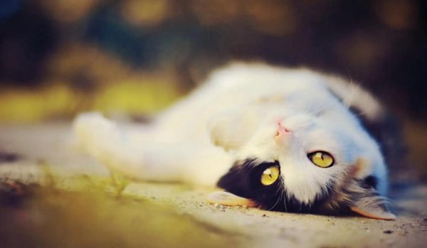 AG真人·(中国)官方网站 猫咪为什么一下子就能认出主东说念主，是因为长相吗?