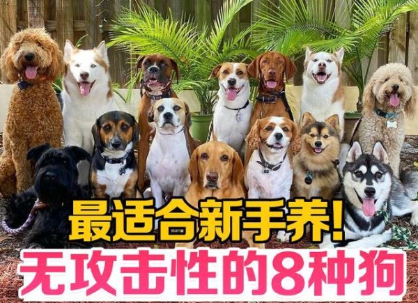AG真人中国官网登录入口 “无报复性”的8种狗，轻柔不伤东谈主，最顺应生人养!