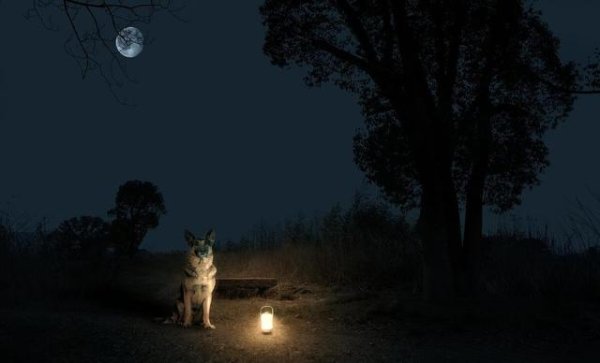 AG真人·(中国)官方网站 狗狗夜间用灯指南