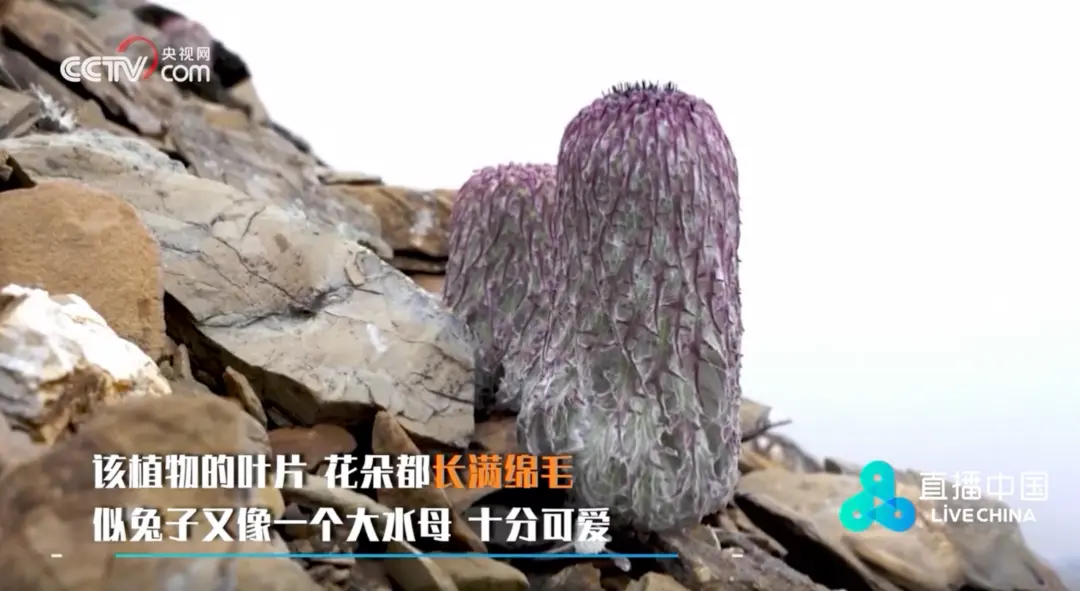 AG真人·(中国)官方网站 国度二级保护植物!别碰!别碰!别碰!