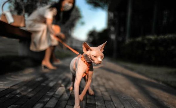 AG真人·(中国)官方网站 为什么女性比男性更心爱宠物?背后的这三个原因让东说念主不得起义