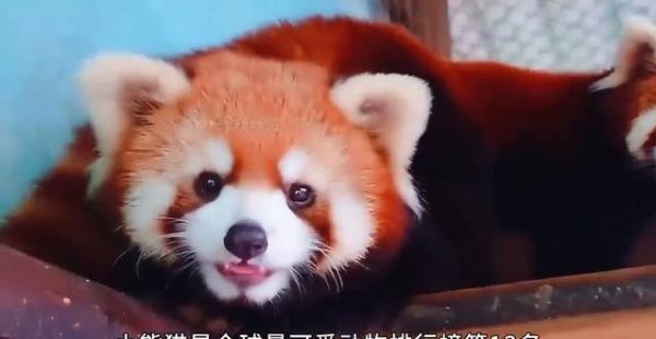 AG真人·(中国)官方网站 日吞自体魄重三分之一竹子，这种可爱苹果的小生灵到底有多萌